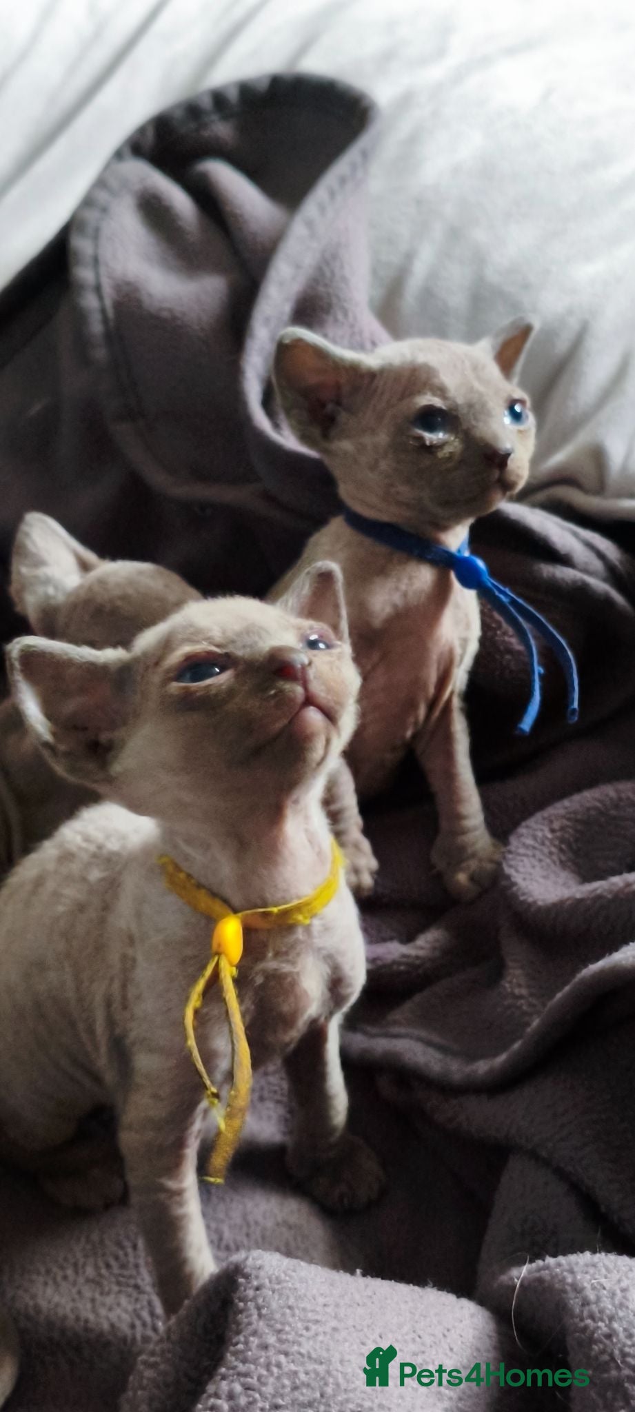 Sphynx cats Stunning Blue/Grey Sphynx Kittens (Litter of 6) - Advert 2