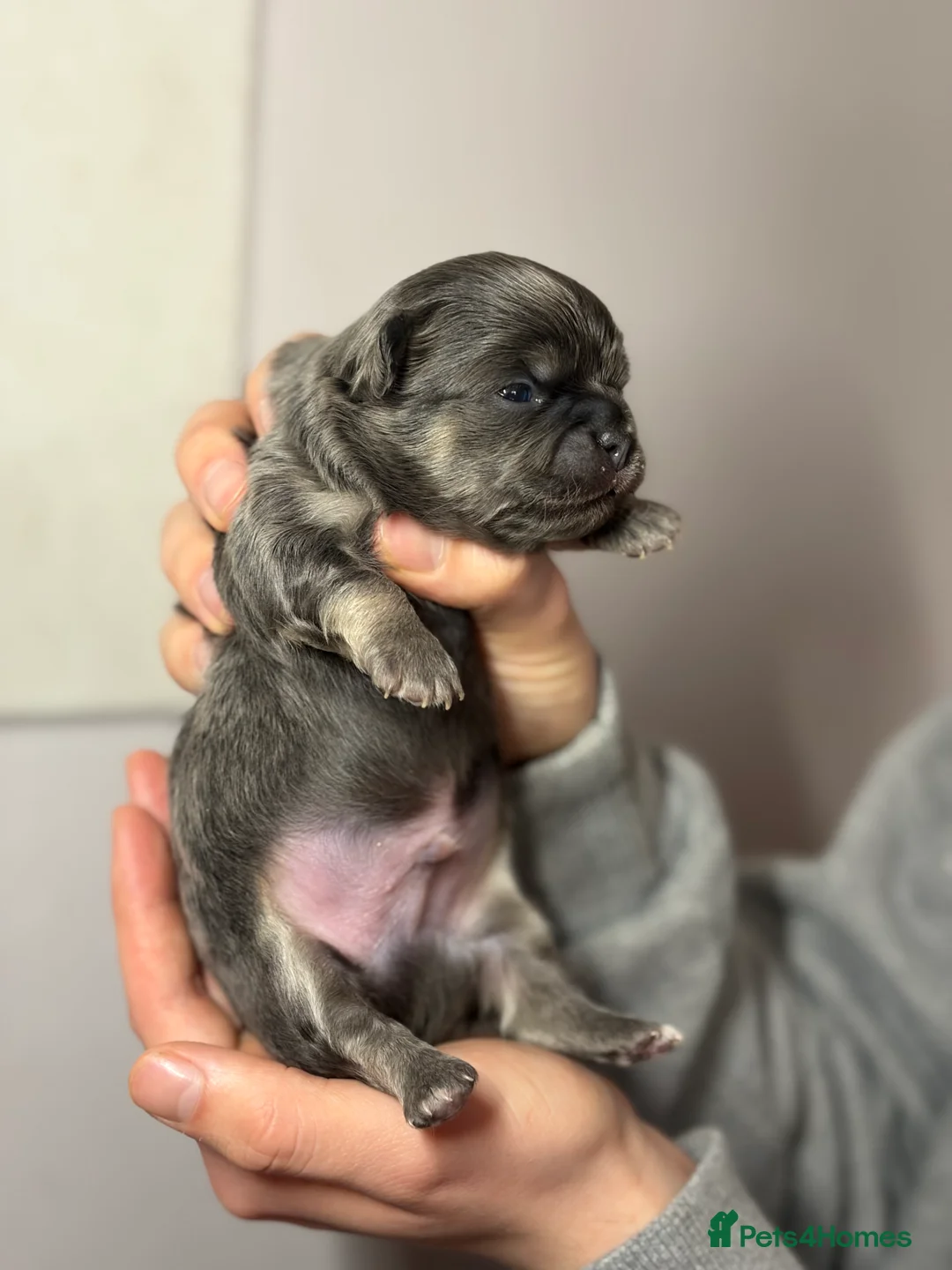 Chihuahua dogs for sale: 😍 Beautiful KC Chihuahua Puppies 😍 - Advert 15