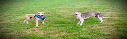Mixed Breed dogs for adoption: Sweet Aurora 5 months old in Usk - Advert 3