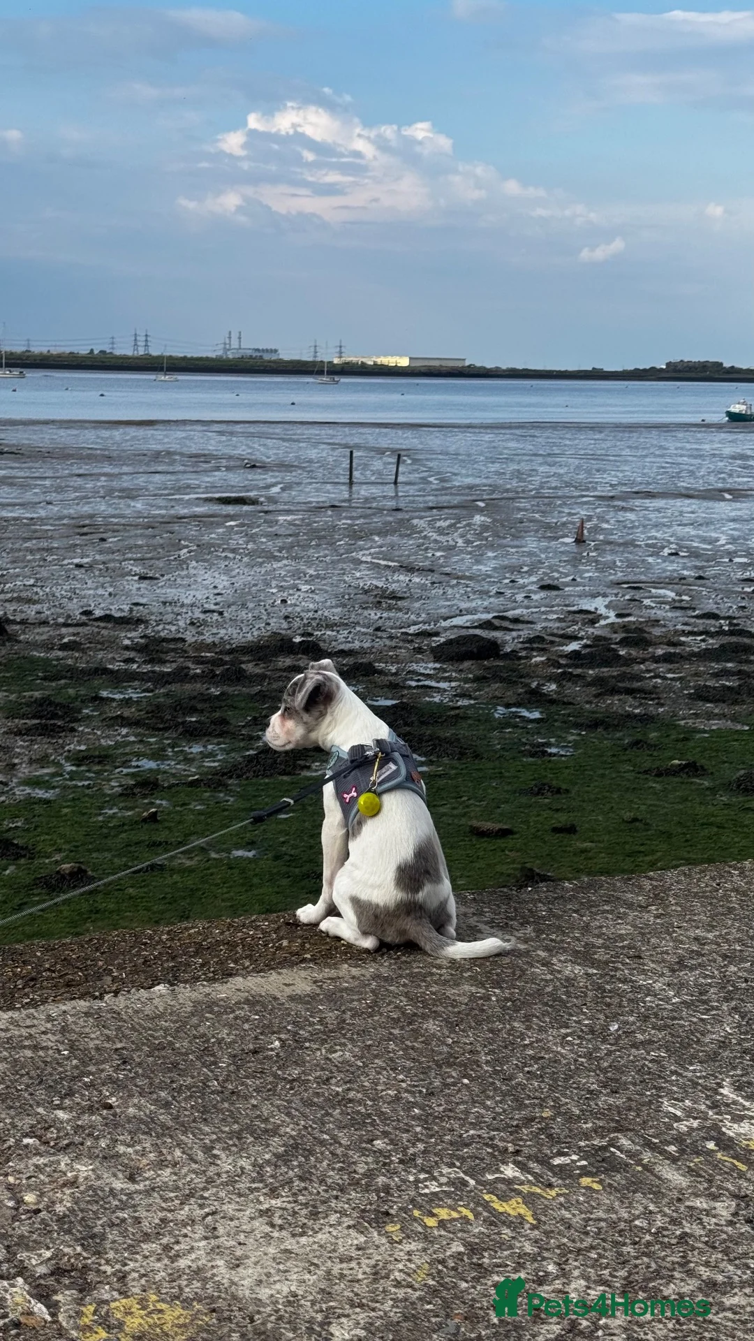 Mixed Breed dogs for sale: Boston terrier x jack Russel  in Gravesend - Advert 7