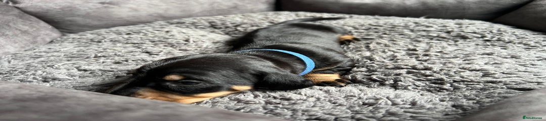 Miniature Dachshund Puppy 3