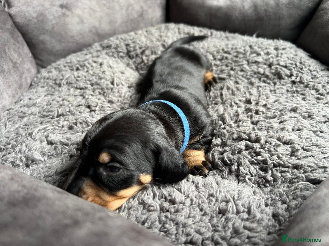 Miniature Dachshund dogs for sale: Miniature dachshund mix priced  - Image 15