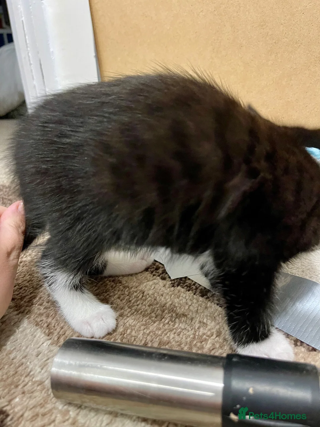 Mixed Breed cats for sale: Bengal x Kittens almost ready to go in Bracknell - Advert 2
