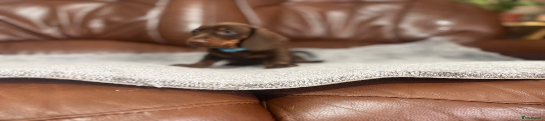 Miniature Dachshund Puppy 1