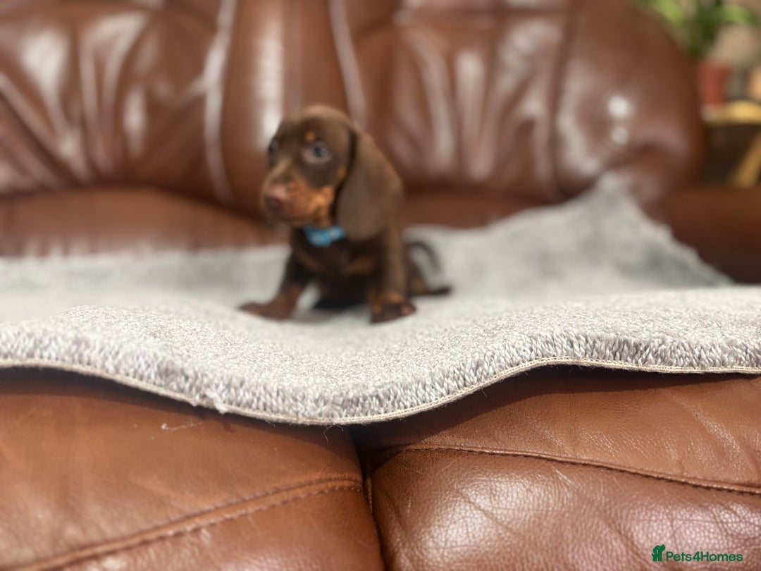 Miniature Dachshund dogs for sale: Chocolate dachshund babies  - Image 18