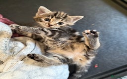 Mixed Breed cats for sale: Adorable Tabby Kittens  - Image 4
