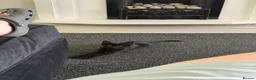 Mixed Breed cats for sale: 17 week old kitten in Widnes - Advert 5