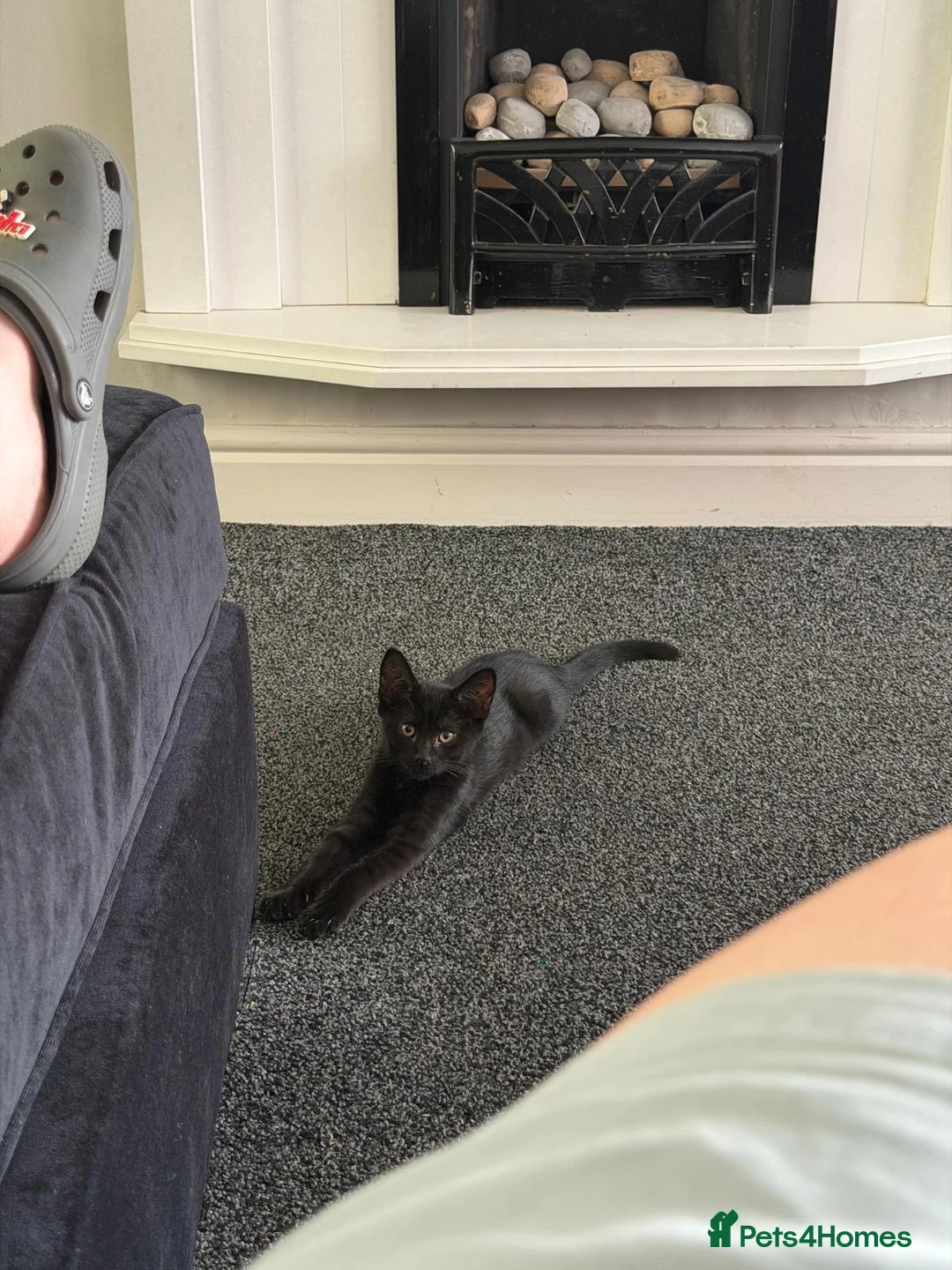 Mixed Breed cats for sale: 17 week old kitten in Widnes - Advert 5