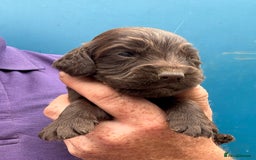 Cocker Spaniel dogs for sale: Ready Now- Quality Chocolate Pups Available - Image 10