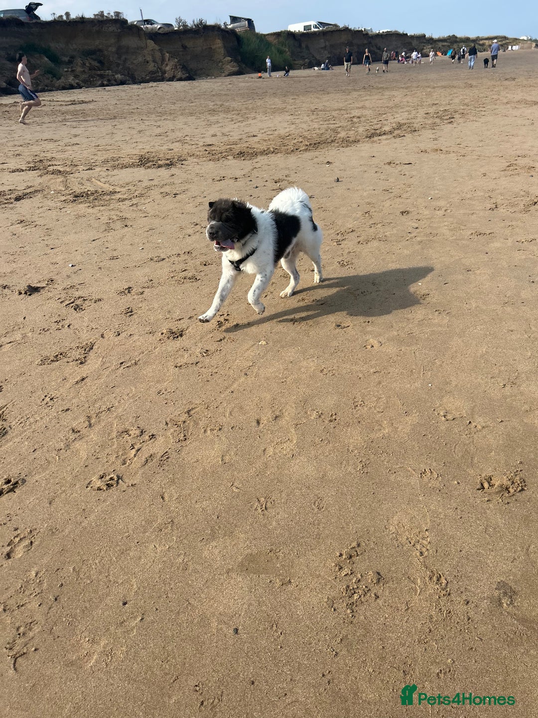 Shar Pei dogs for stud: Bear coat flowered Shar Pei STUD - Advert 3