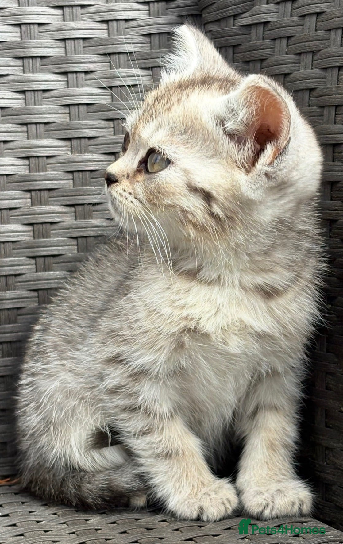 British Shorthair cats British short hair X Scottish fold  - Advert 4