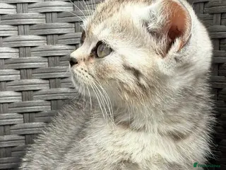 British Shorthair cats British short hair X Scottish fold - Advert 4