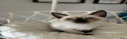 Siamese cats for sale: 7 Siamese Kittens  - Advert 7