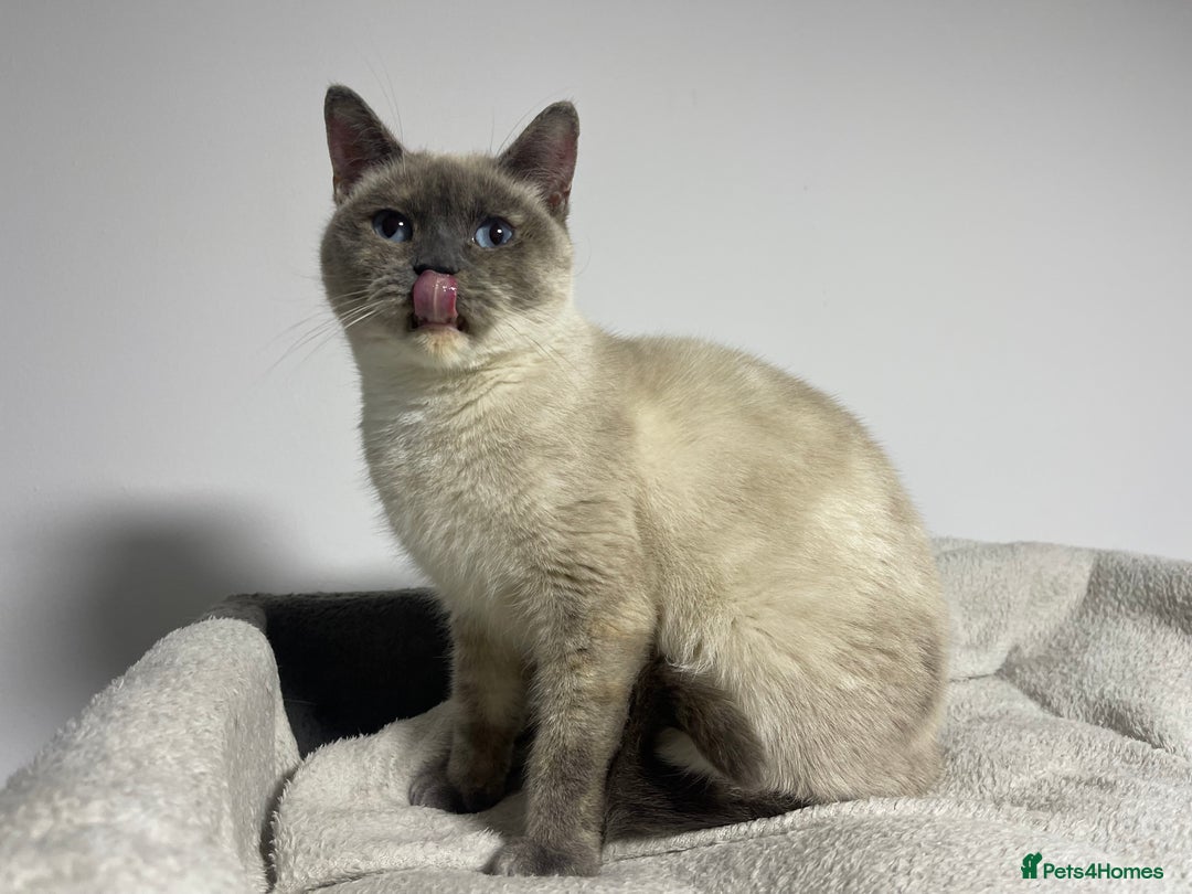 British Shorthair cats for sale: British shorthair 1year old girl - Advert 1