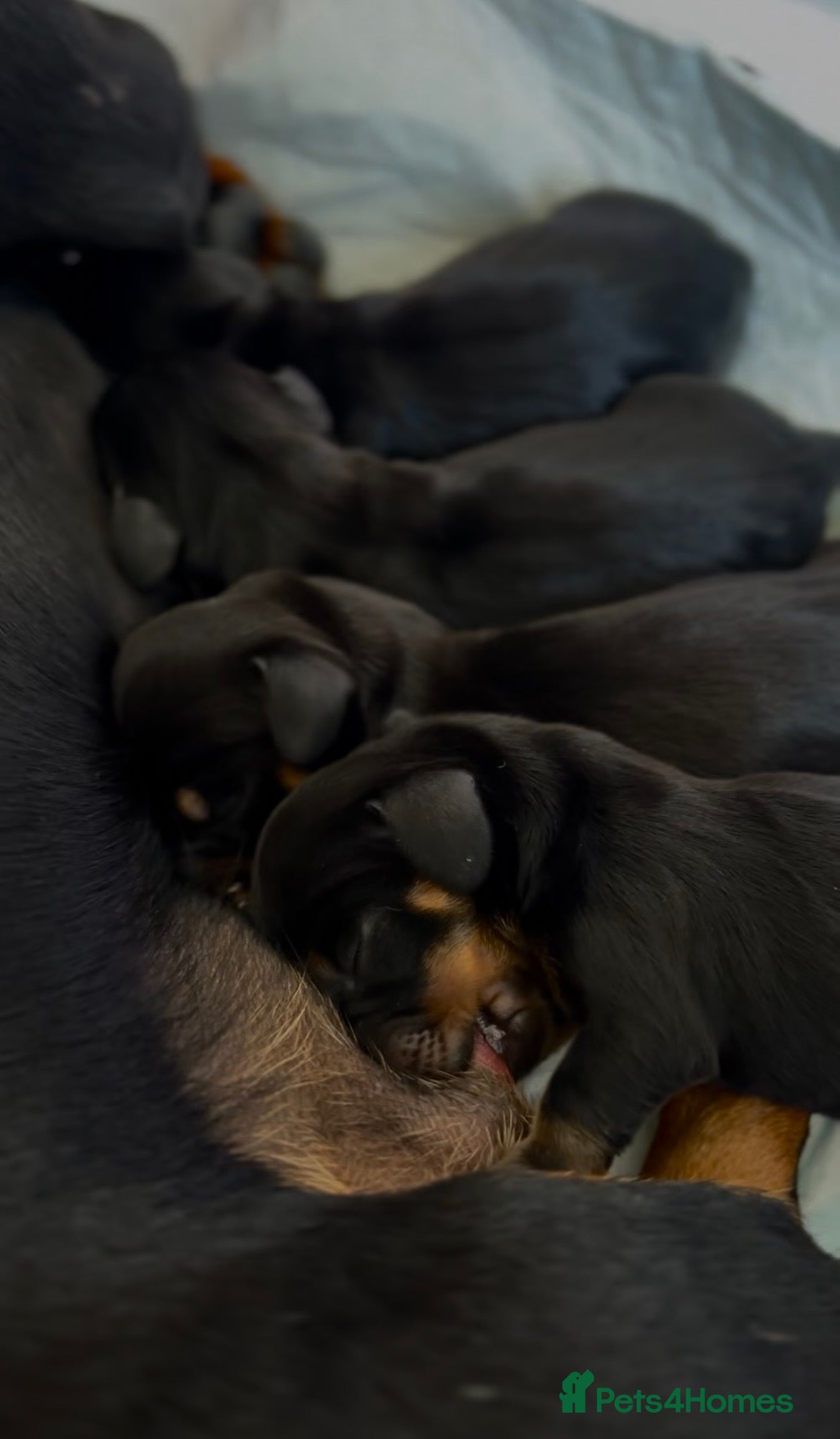 Miniature Dachshund dogs Quality Miniature Dachshund Puppies - Advert 1