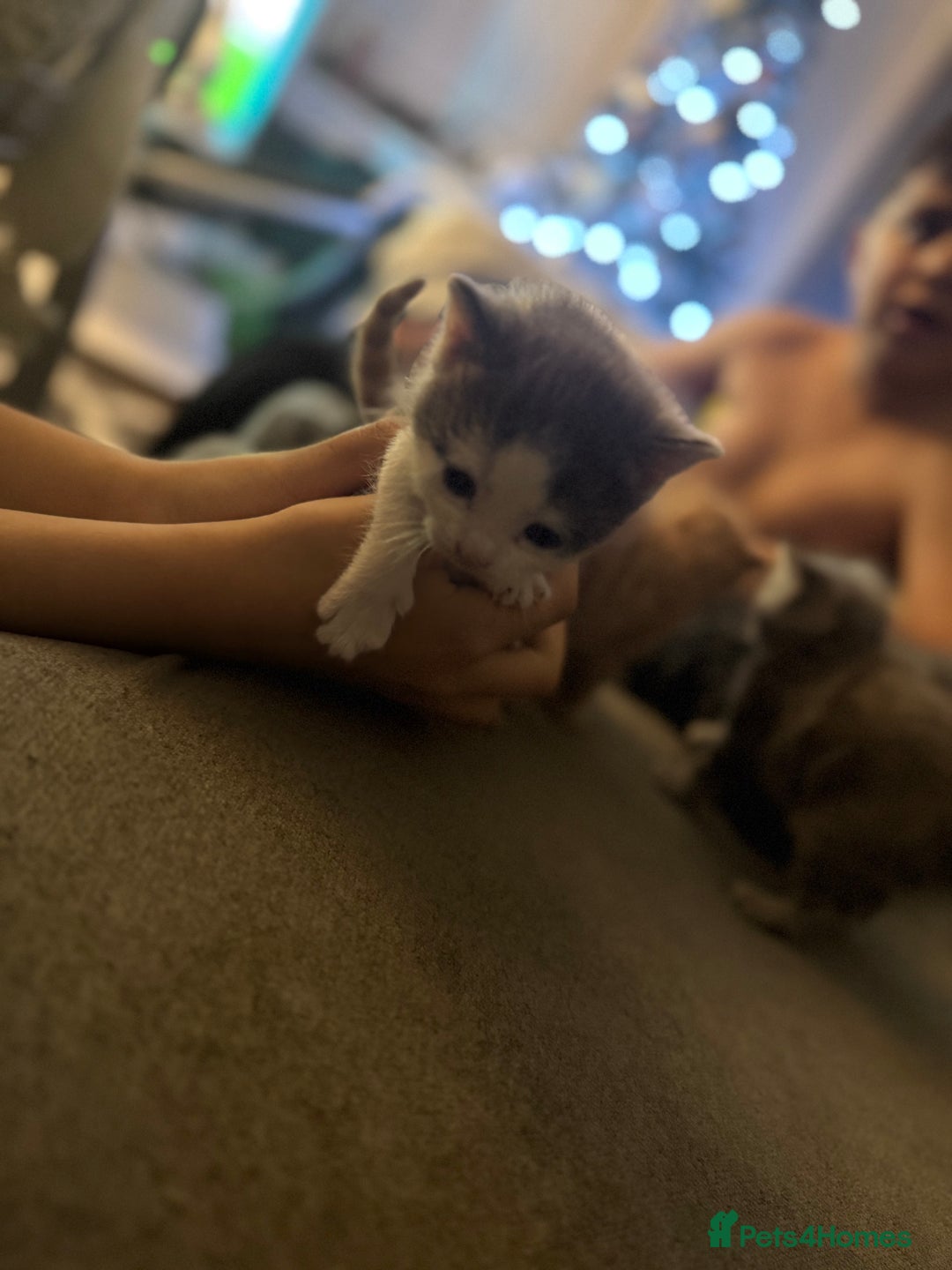 Mixed Breed cats for sale: Stunning kittens ready for new homes  - Advert 21