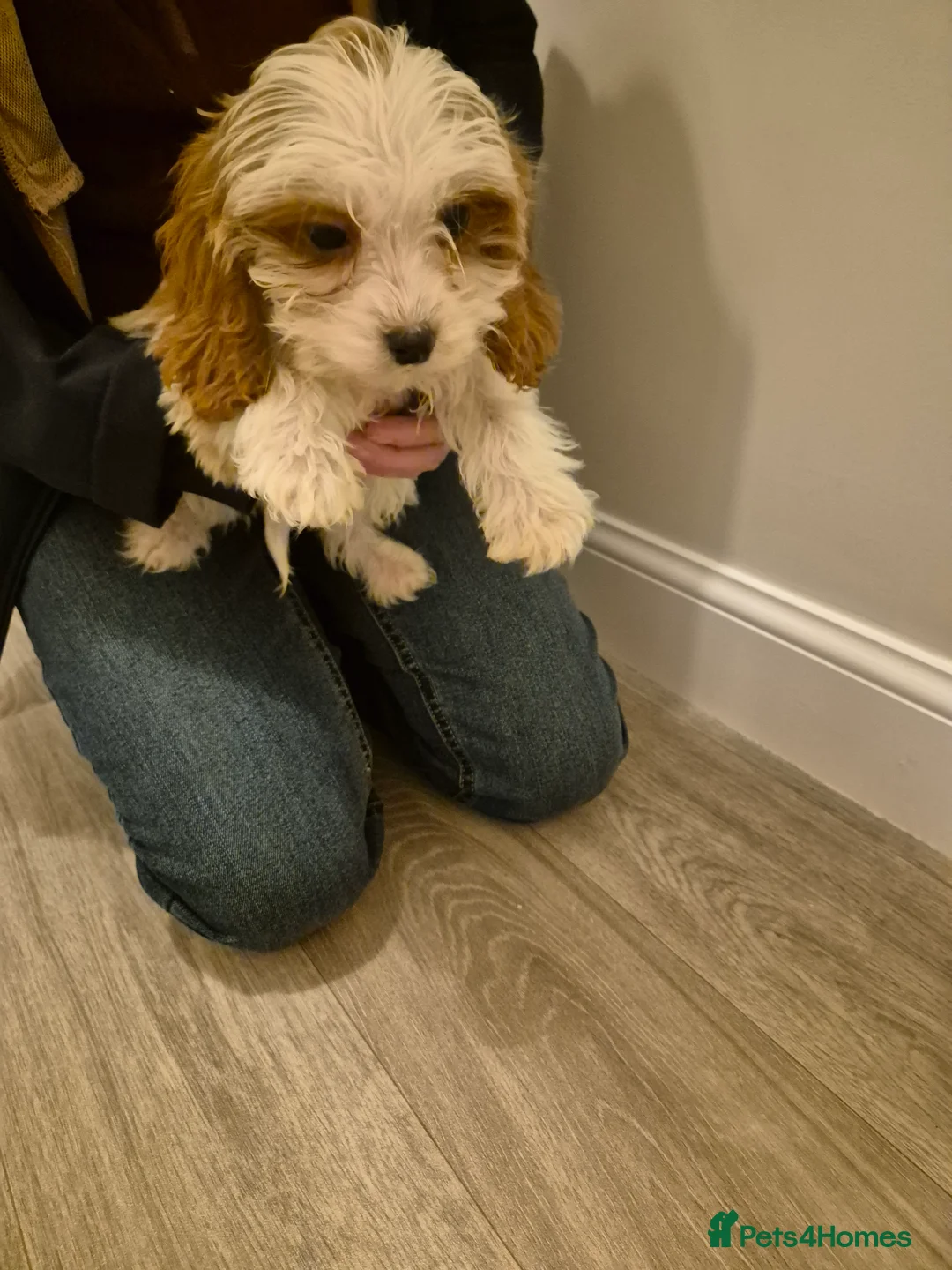 Cavapoo dogs for sale: Cavapoo - Advert 4