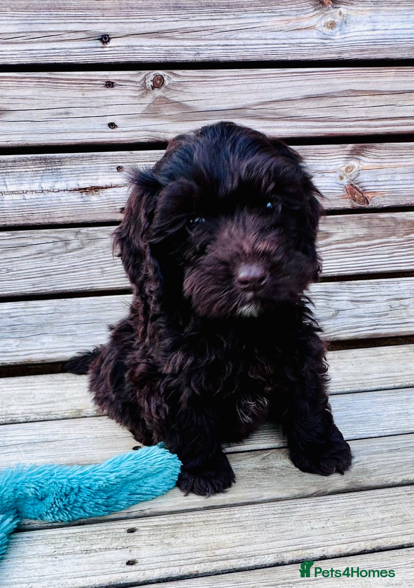Cockapoo dogs Gorgeous PRA clear F1 Cockapoo puppies READY NOW - Advert 2