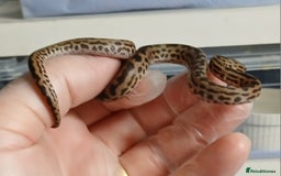 Python Snake reptiles for sale: Spotted Pythons Het Granite  - Image 6
