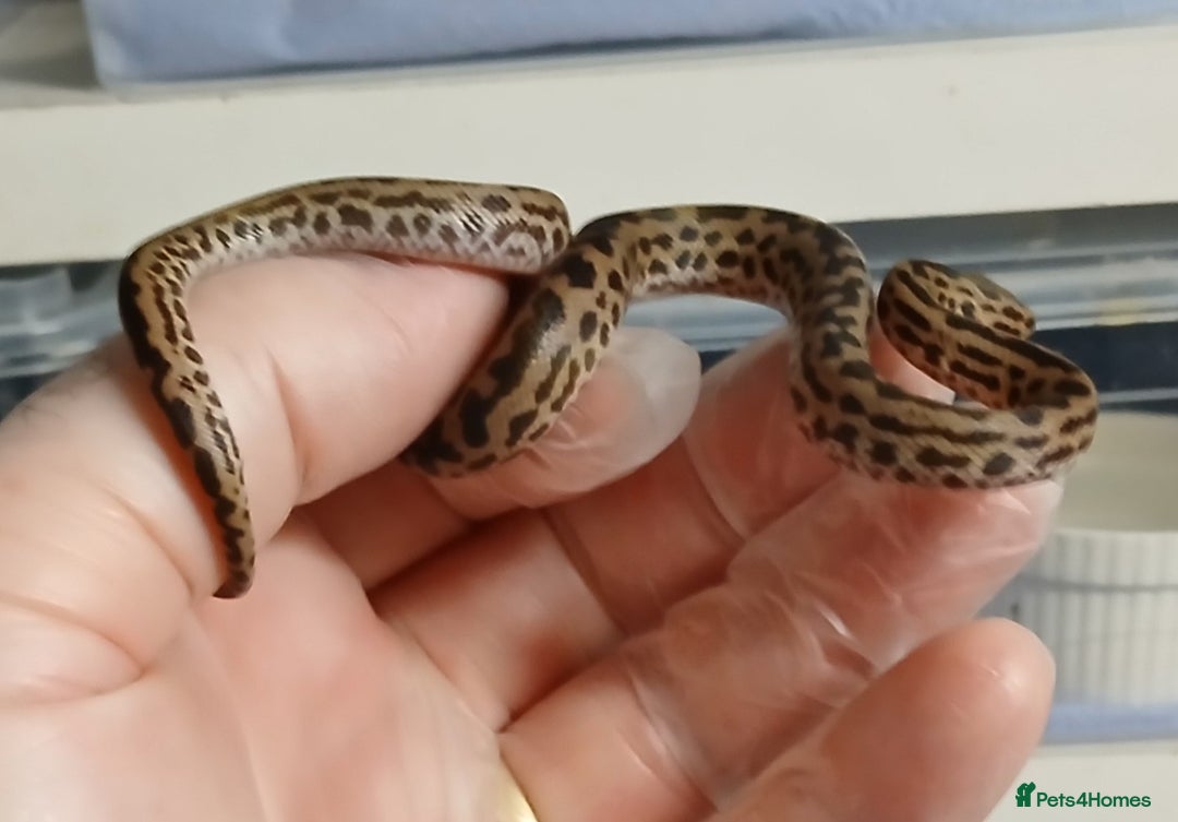Python Snake reptiles for sale: Spotted Pythons Het Granite  - Image 6