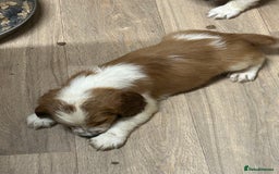 Welsh Springer Spaniel dogs for sale: Kc reg Welsh springer spaniel male puppies - Image 35