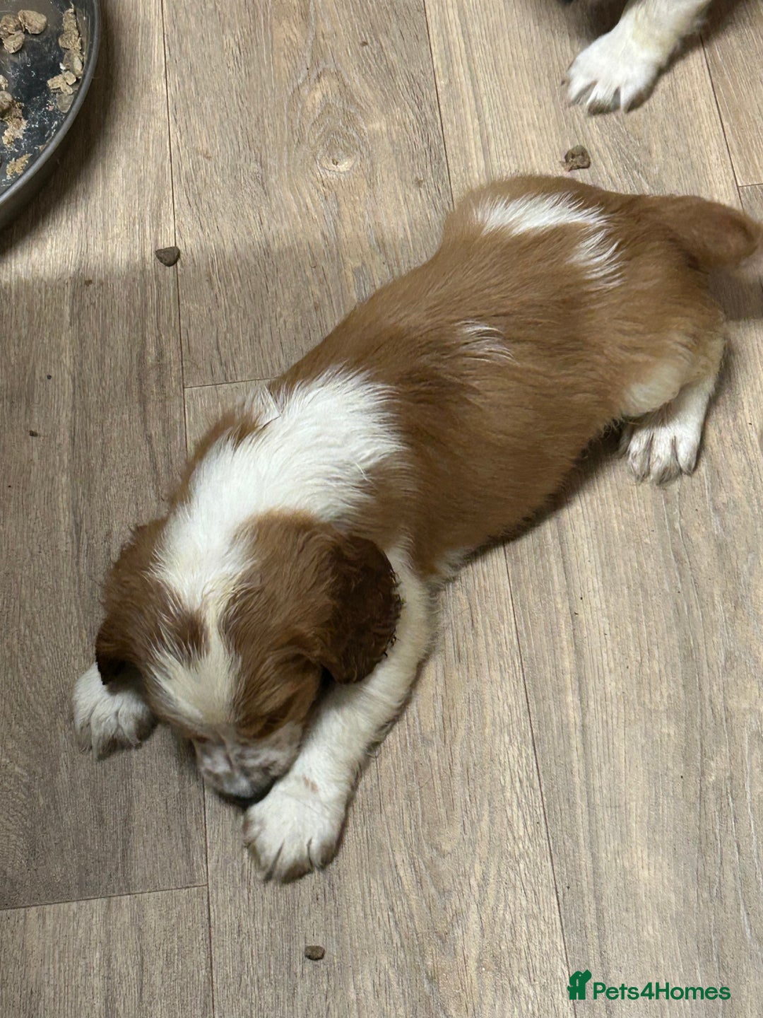 Welsh Springer Spaniel dogs for sale: Kc reg Welsh springer spaniel male puppies - Image 35