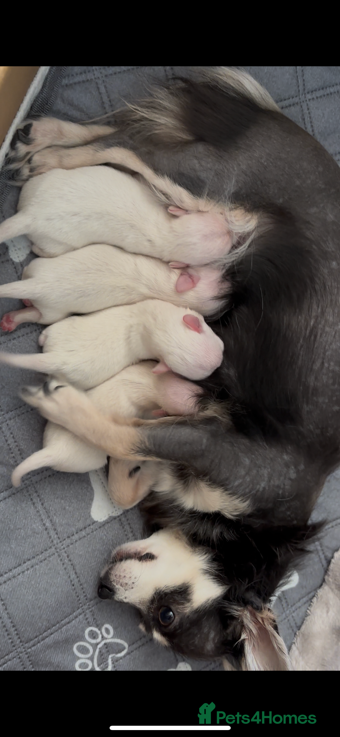 Chorkie dogs for sale: 3 beautiful white girls waiting for perfect homes - Image 7