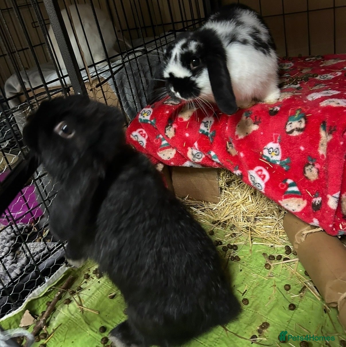 Mini Lop rabbits Pair of neutered & vaccinated bunnies  - Advert 1