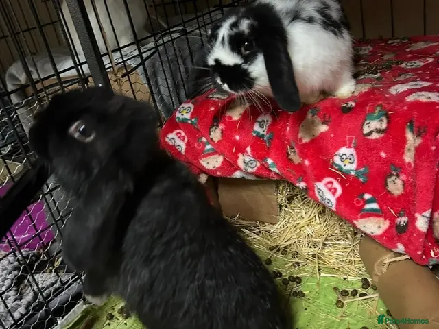 Mini Lop rabbits for sale: Pair of neutered & vaccinated bunnies - Advert 1