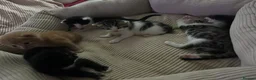 Mixed Breed cats for sale: Beautiful Maine Coon × Ragdoll Mix Kittens - Advert 21