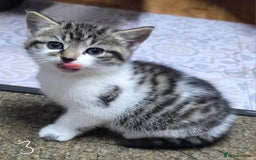 British Shorthair cats for sale: Adorable Fluffy 5x Shorthair Kittens *urgent sale - Image 8