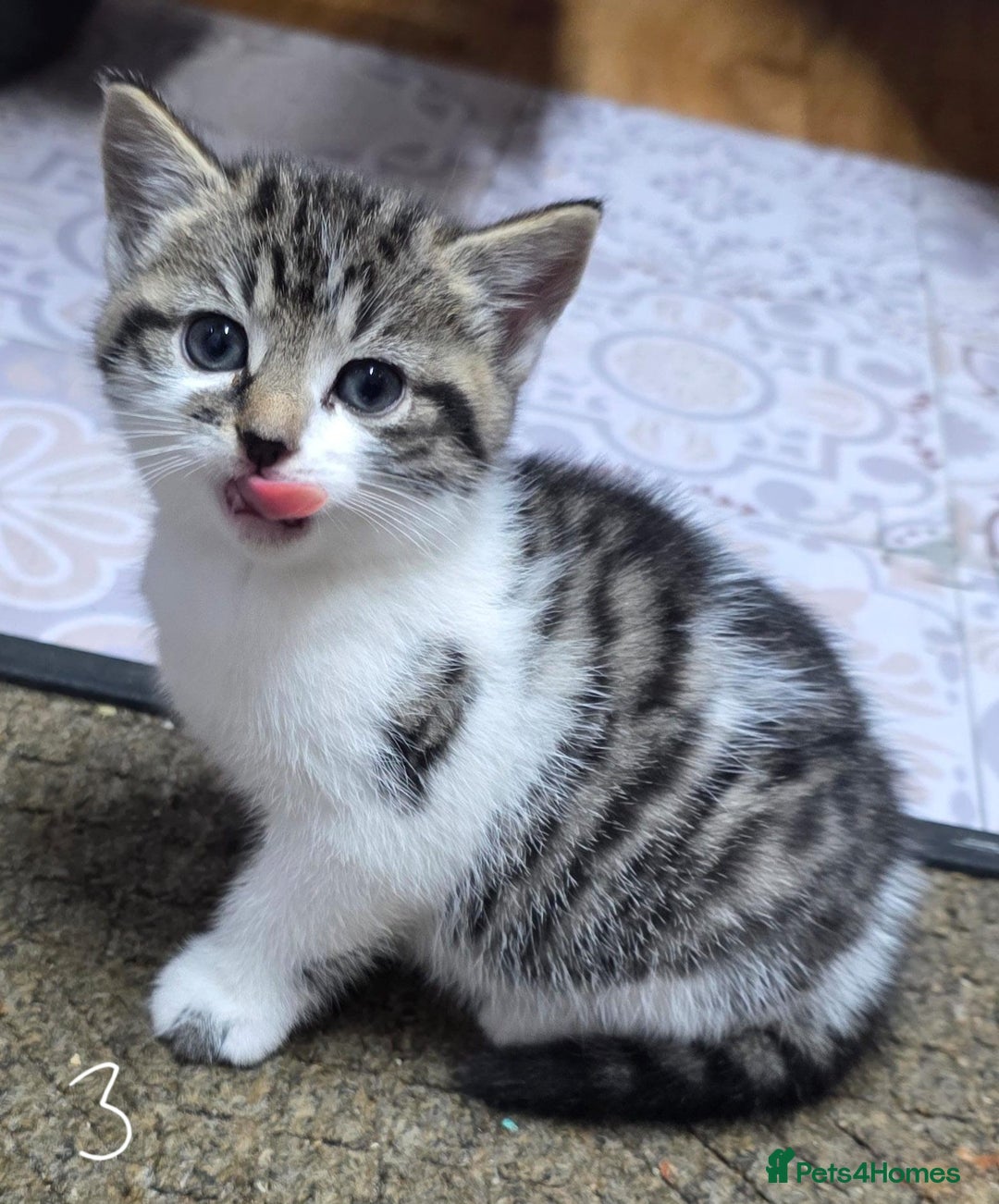 British Shorthair cats for sale: Adorable Fluffy 5x Shorthair Kittens *urgent sale - Image 8