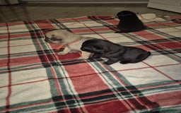 Pug dogs for sale: Pug puppies 🐶  - Image 17