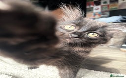 British Longhair cats for sale: Super fluffy kittens READY NOW!!  - Image 5
