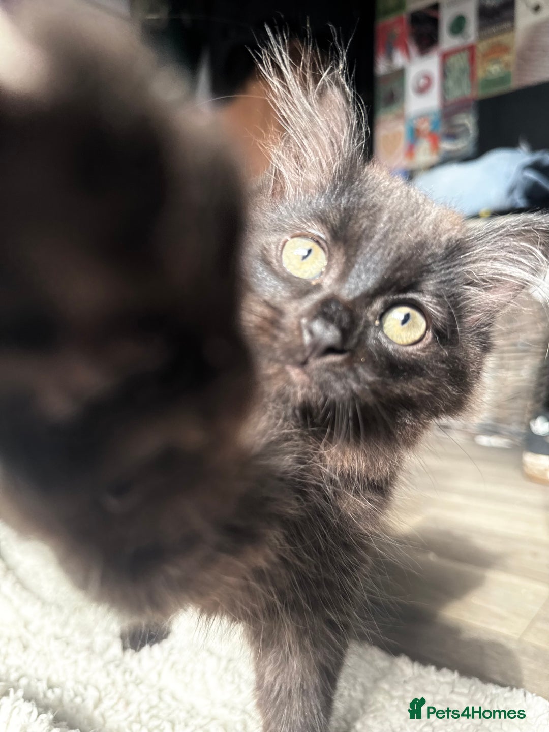 British Longhair cats for sale: Super fluffy kittens READY NOW!!  - Image 5