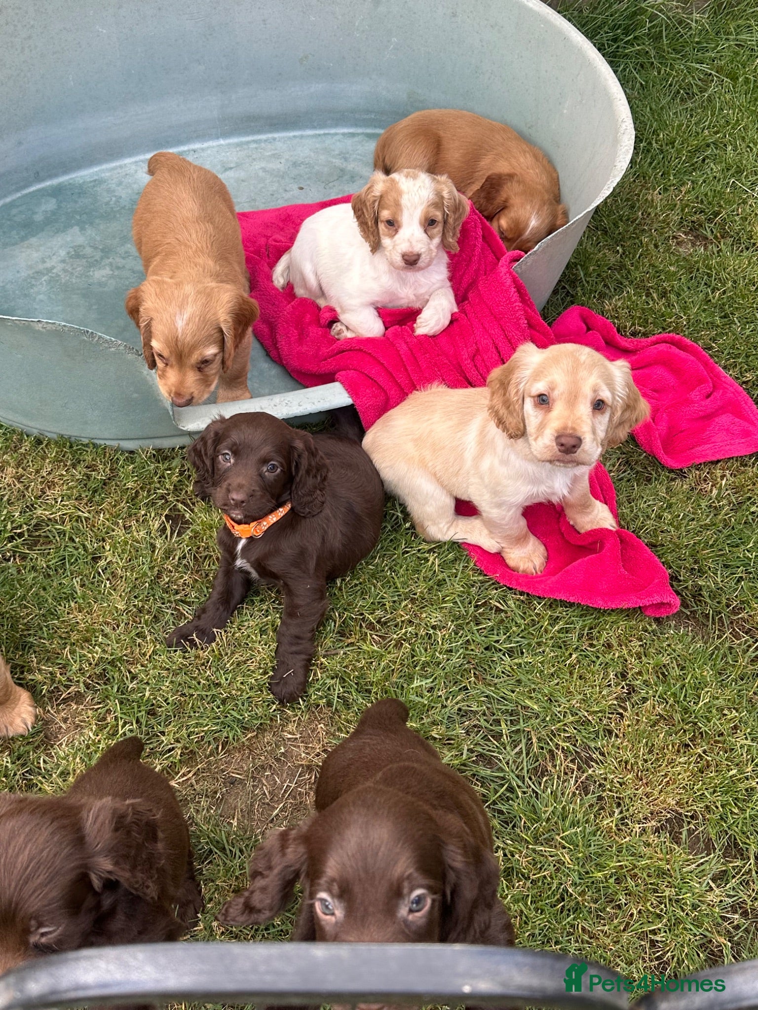Sprocker dogs Lovely working sprocker spaniel puppies  - Advert 6