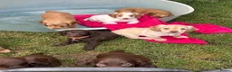 Sprocker dogs for sale: working sprocker spaniel puppies 2 left  - Advert 2