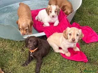Sprocker dogs Lovely working sprocker spaniel puppies - Advert 6