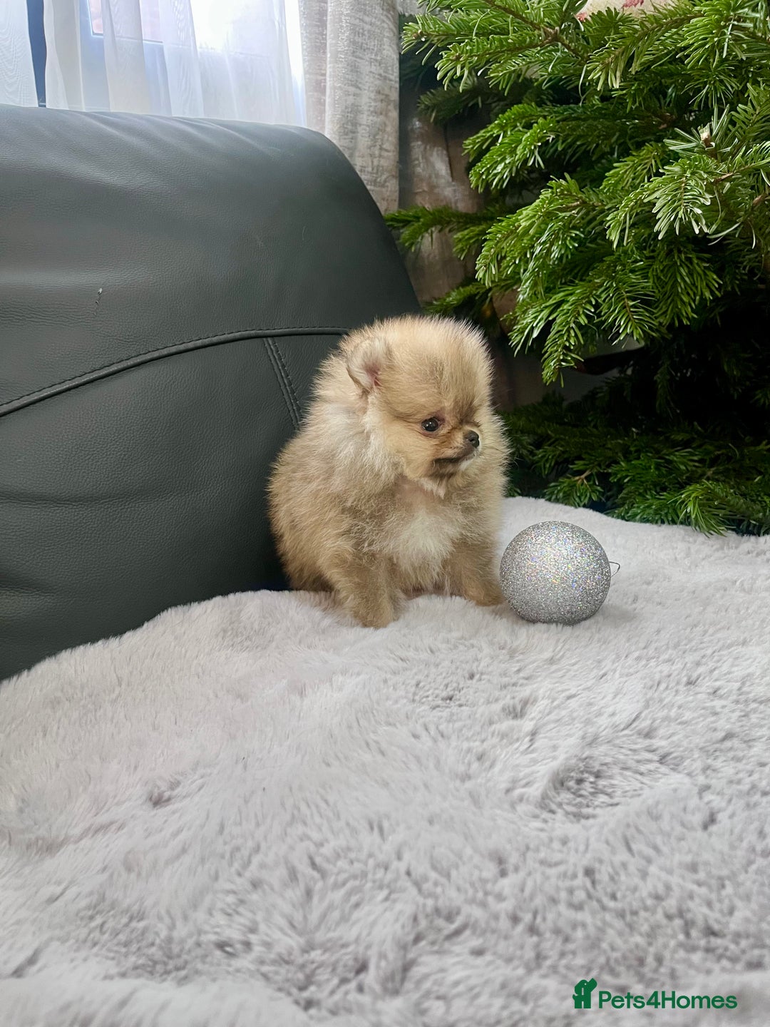 Pomeranian dogs for sale: 🔥Very Small 500gr.at 8weeks🐻Teddy Bear   - Advert 11
