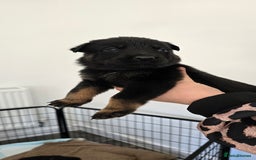 Mixed Breed dogs for sale: Rottweiler × german shepherd puppies - Image 20
