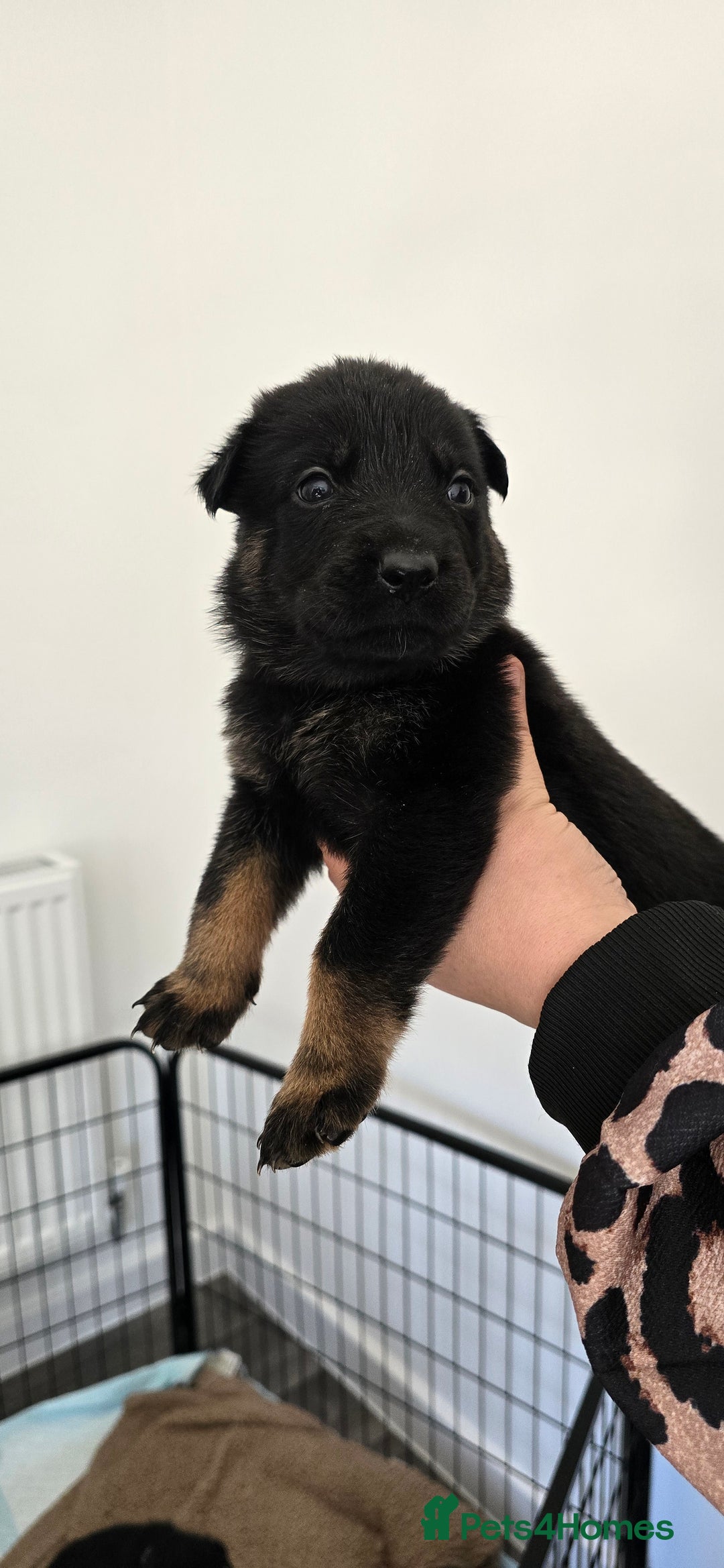 Mixed Breed dogs for sale: Rottweiler × german shepherd puppies - Image 20