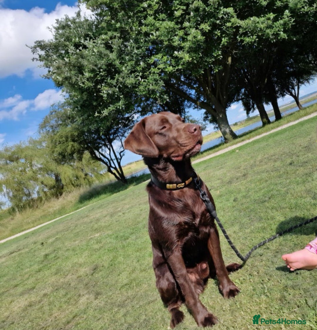 Labrador Retriever dogs for sale:  KC Bloodline Labrador Retriever Puppies  - Advert 5