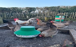 Chickens poultry for sale: Cream crested legbar - Image 3