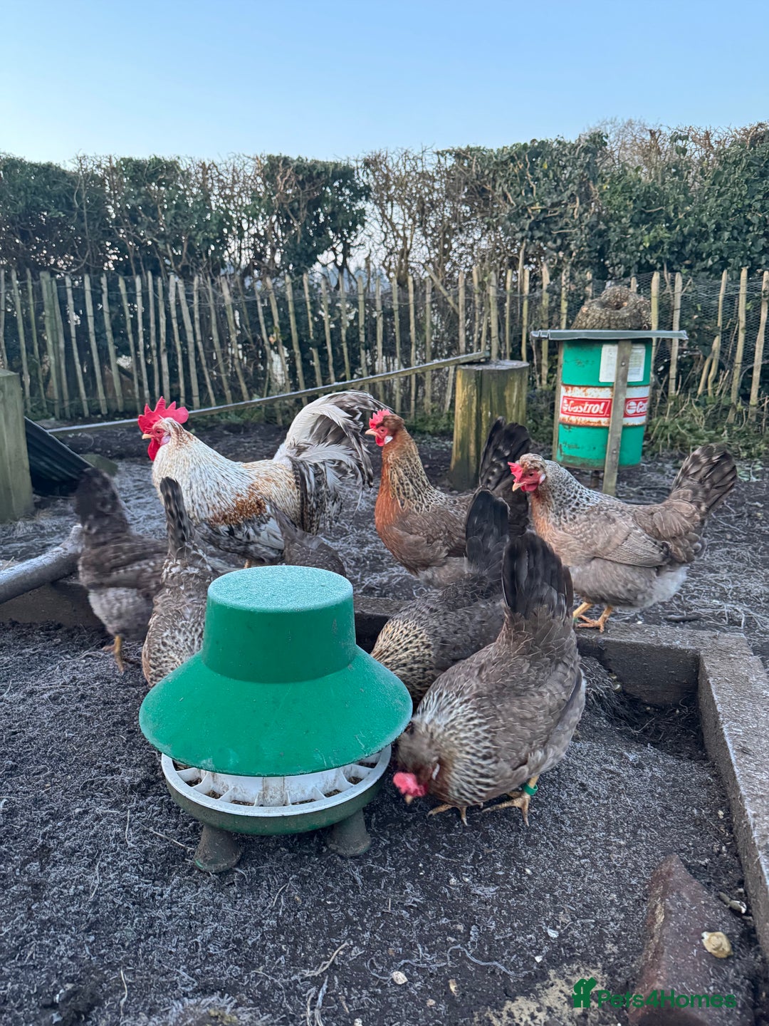 Chickens poultry for sale: Cream crested legbar - Image 3