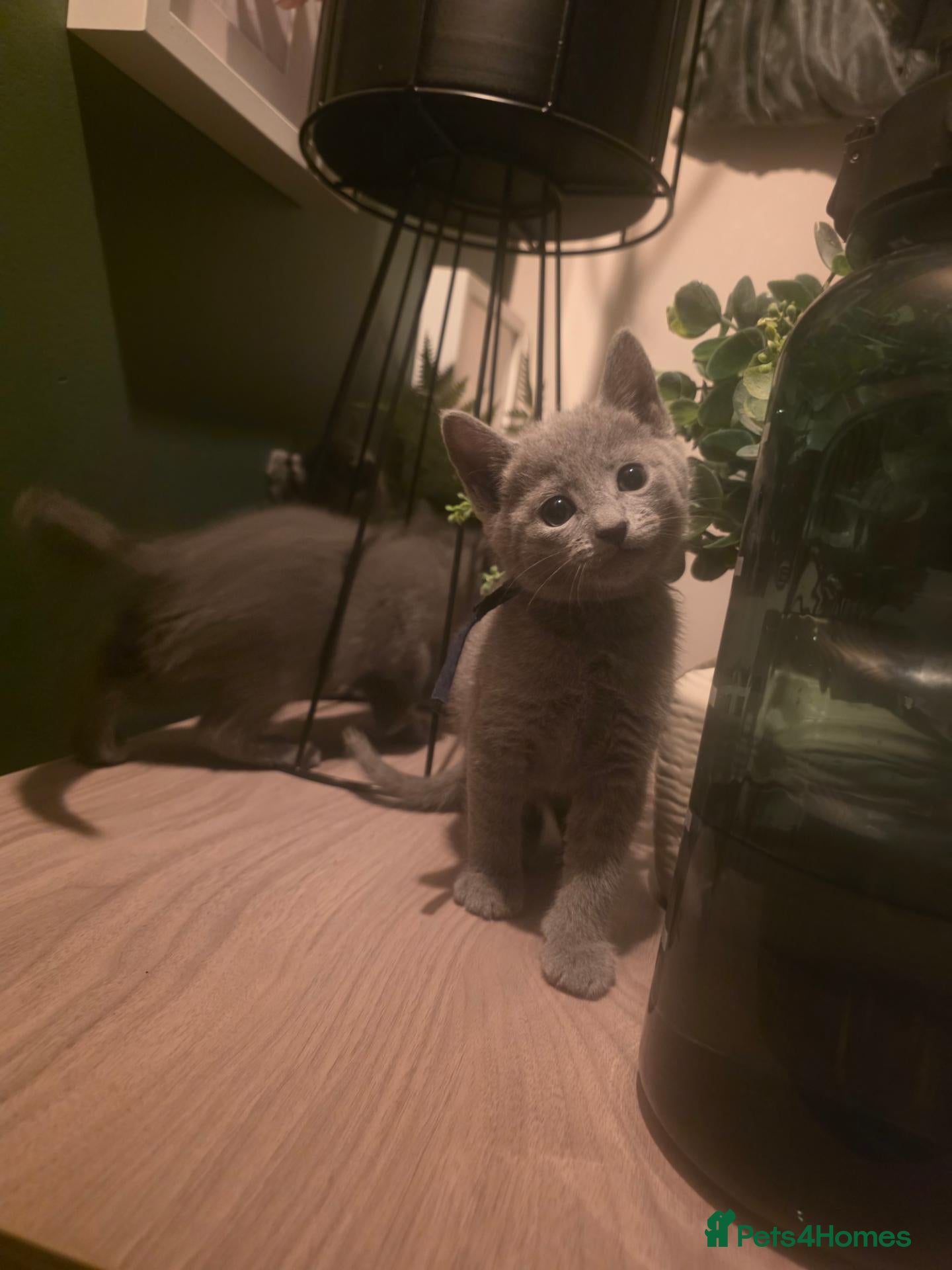Russian Blue cats 🐾 Beautiful Russian Blue Kittens 🐾 - Advert 2