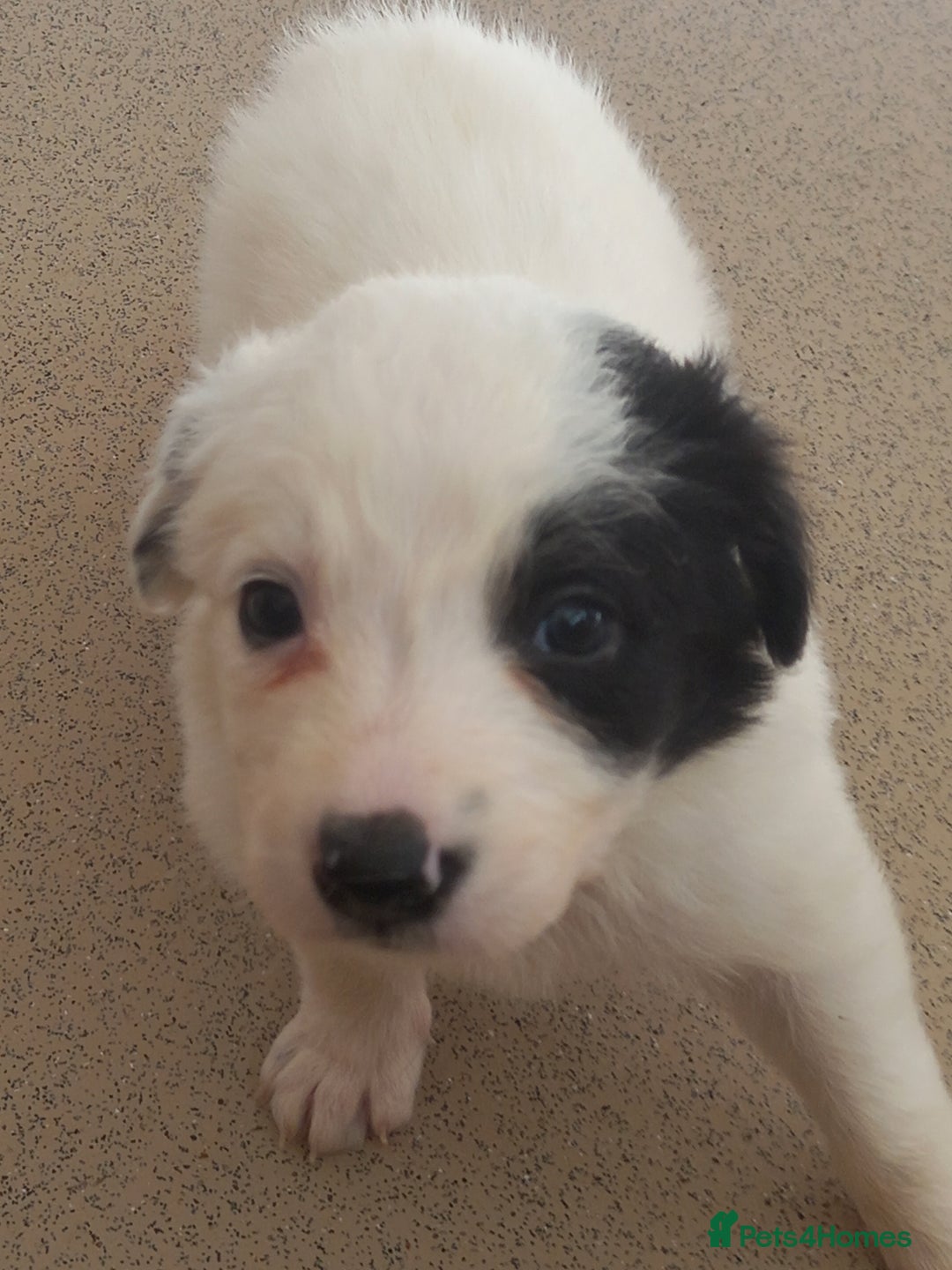 Border Collie dogs for sale: Border Collies for sale - Image 31