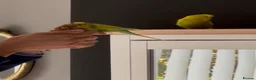 Budgerigars birds for sale: Budgies - Advert 4