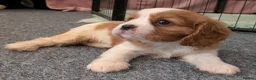 Cavalier King Charles Spaniel dogs for sale: KC Health Tested Cavalier King Charles Spaniel Pup - Advert 14