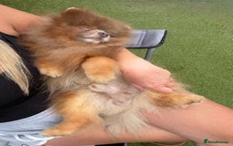 Pomeranian dogs for stud: Lilac and orange tan teddy Bear🪻🍊 - Image 11