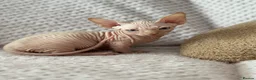 Sphynx cats for sale: Canadian sphynx kittens  - Advert 19